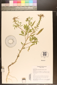 Polanisia dodecandra image