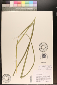 Panicum amarum image