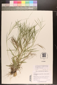 Dichanthelium aciculare var. ramosum image