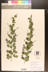 Lespedeza bicolor image