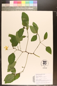 Impatiens pallida image