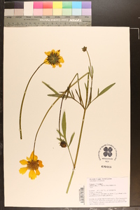 Coreopsis lanceolata image