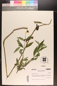 Coreopsis tripteris image