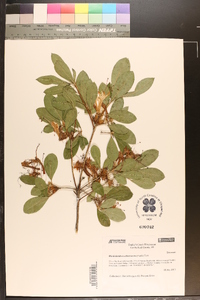 Rhododendron arborescens image