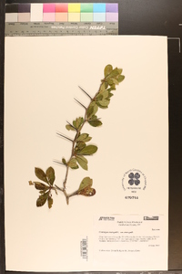 Crataegus crus-galli var. crus-galli image