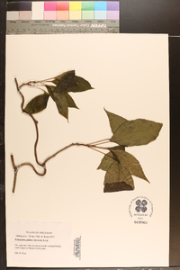 Schisandra glabra image