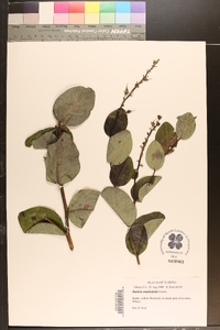 Baptisia simplicifolia image