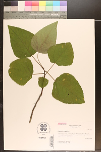 Populus heterophylla image