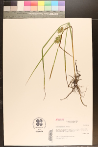 Carex louisianica image