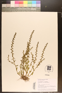 Veronica peregrina var. peregrina image