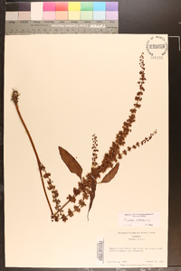 Rumex pulcher image