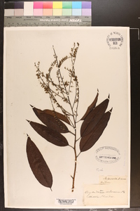 Oxydendrum arboreum image