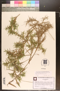 Dichanthelium ensifolium image