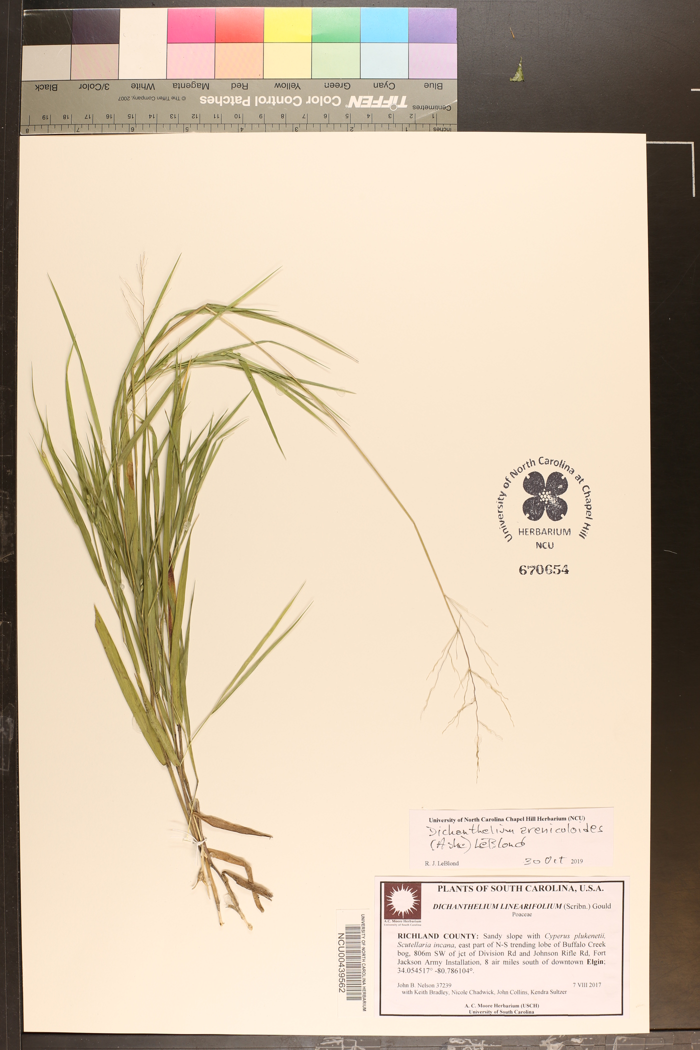 Dichanthelium aciculare var. ramosum image