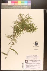 Dichanthelium dichotomum var. nitidum image