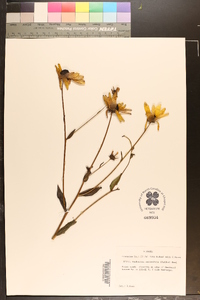 Rudbeckia auriculata image