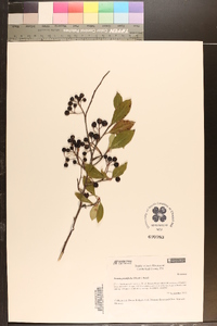 Aronia × prunifolia image