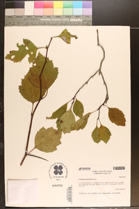 Crataegus intricata image