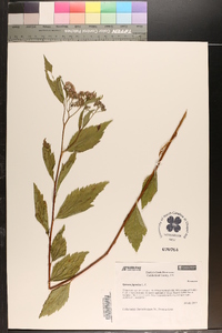 Spiraea japonica image