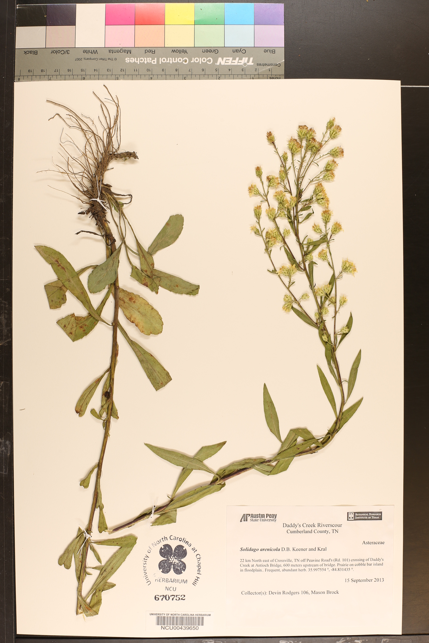 Solidago arenicola image