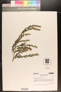 Lespedeza cuneata image