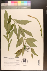 Amsonia tabernaemontana var. tabernaemontana image