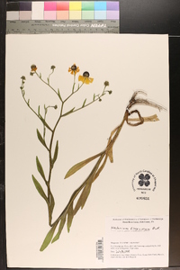 Helenium flexuosum image