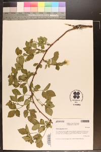 Rubus flagellaris image