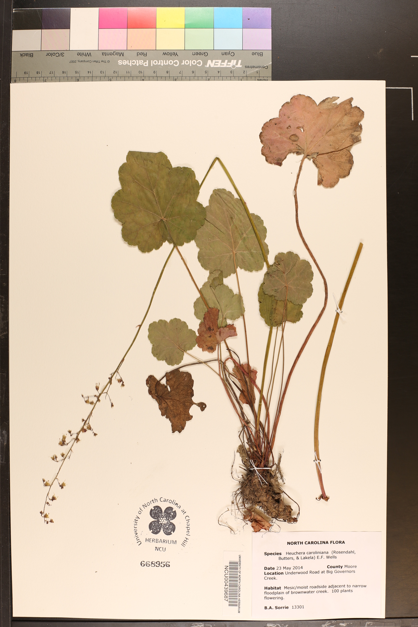 Heuchera caroliniana image