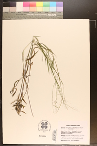 Dichanthelium acuminatum subsp. longiligulatum image