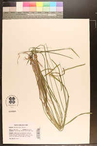 Paspalum laeve image