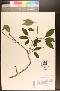 Ilex decidua var. decidua image