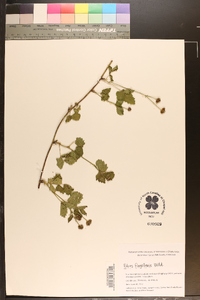 Rubus flagellaris image