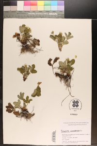 Potentilla canadensis image