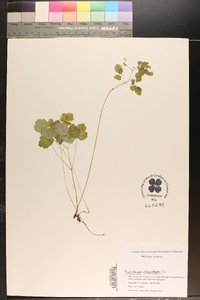 Thalictrum clavatum image