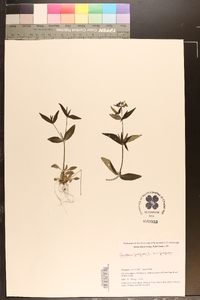 Houstonia purpurea var. purpurea image