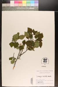 Crataegus iracunda image