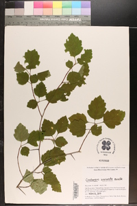 Crataegus iracunda image