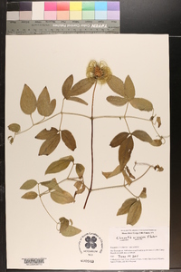 Clematis vinacea image