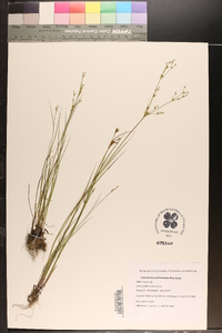 Juncus diffusissimus image