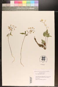 Cardamine diphylla image