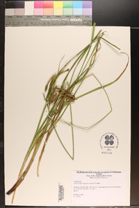 Carex crinita var. brevicrinis image