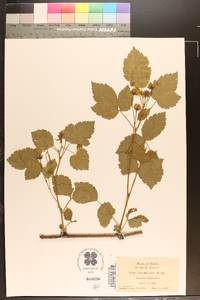 Rubus flagellaris image