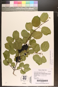 Rhamnus cathartica image