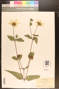 Helianthus divaricatus image