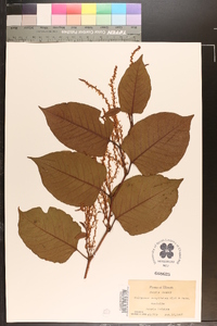 Reynoutria japonica image