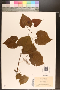 Vitis vulpina image