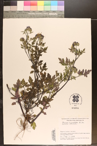 Phacelia bipinnatifida image