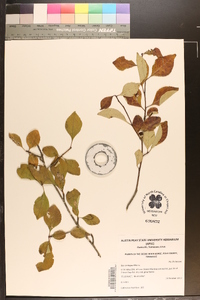 Ilex ambigua image