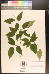 Amelanchier laevis image